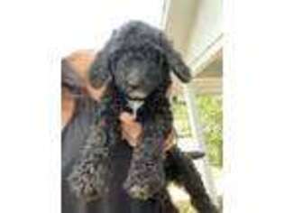 Labradoodle Puppy for sale in Port Orange, FL, USA