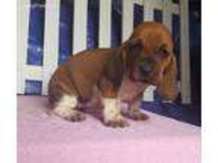 Basset Hound Puppy for sale in Hazlehurst, GA, USA