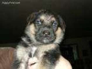 German Shepherd Dog Puppy for sale in Rainier, OR, USA