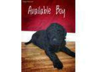 Labradoodle Puppy for sale in Tingley, IA, USA