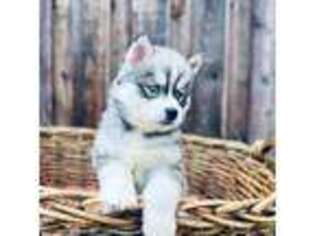Siberian Husky Puppy for sale in Beaumont, CA, USA