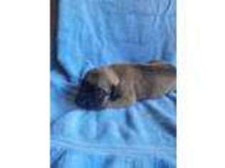 Mastiff Puppy for sale in Dennis, KS, USA