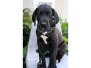 Great Dane Puppy for sale in Rochester, IN, USA