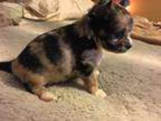 Chihuahua Puppy for sale in Marietta, GA, USA