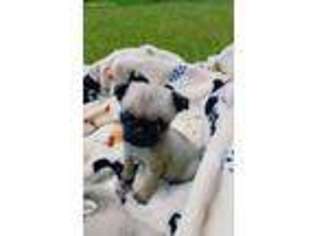 Pug Puppy for sale in Conroe, TX, USA