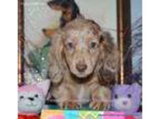 Dachshund Puppy for sale in Surgoinsville, TN, USA