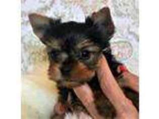 Yorkshire Terrier Puppy for sale in Spring Branch, TX, USA