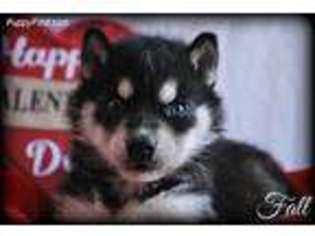 Siberian Husky Puppy for sale in Chillicothe, MO, USA