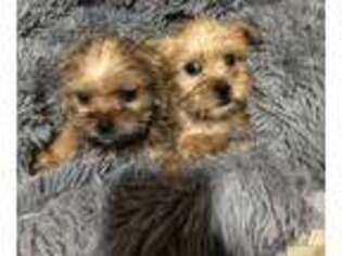 Shorkie Tzu Puppy for sale in Crystal Lake, IL, USA