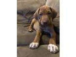 Rhodesian Ridgeback Puppy for sale in Oswego, NY, USA