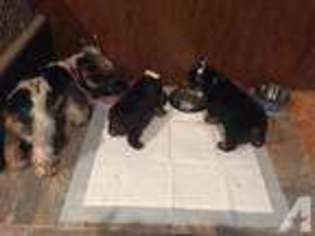 Yorkshire Terrier Puppy for sale in DENVER, CO, USA