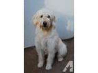 Labradoodle Puppy for sale in EUREKA, CA, USA