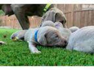 Weimaraner Puppy for sale in Indianapolis, IN, USA