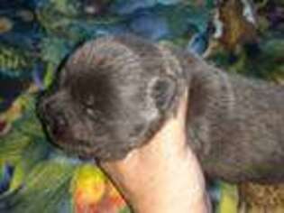 Chow Chow Puppy for sale in Colton, NY, USA