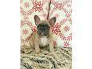 French Bulldog Puppy for sale in Los Lunas, NM, USA
