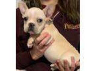 French Bulldog Puppy for sale in Mount Pleasant, IA, USA