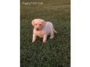 Labrador Retriever Puppy for sale in Pottersville, MO, USA