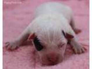 Jack Russell Terrier Puppy for sale in Riverside, CA, USA