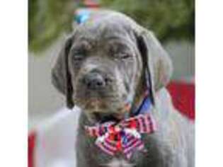 Cane Corso Puppy for sale in Highland, NY, USA