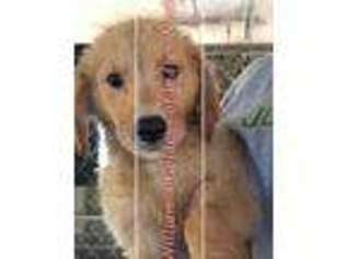 Golden Retriever Puppy for sale in Gatesville, NC, USA