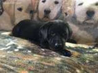 Labrador Retriever Puppy for sale in Kunkletown, PA, USA
