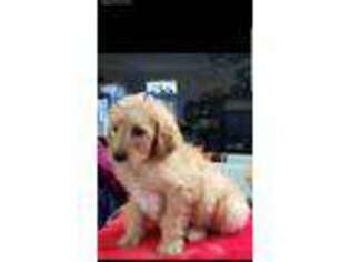 Goldendoodle Puppy for sale in Jonesborough, TN, USA