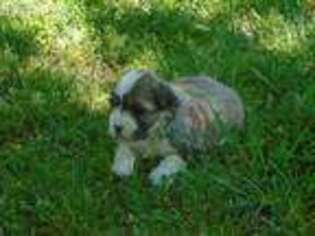 Havanese Puppy for sale in Free Union, VA, USA