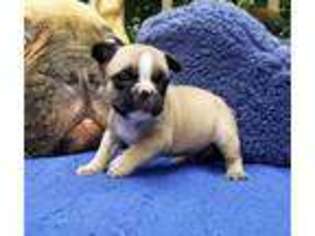 French Bulldog Puppy for sale in Falling Waters, WV, USA