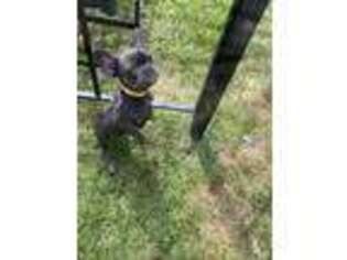 French Bulldog Puppy for sale in Harper Woods, MI, USA