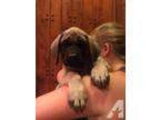 Mastiff Puppy for sale in SAN JOSE, CA, USA