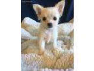 Chihuahua Puppy for sale in Knoxville, IA, USA