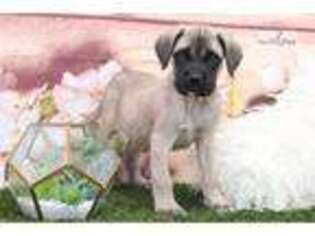 Mastiff Puppy for sale in Atlanta, GA, USA