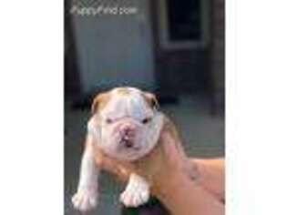 Bulldog Puppy for sale in Benton, AR, USA