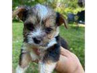 Yorkshire Terrier Puppy for sale in Ludlow, MA, USA