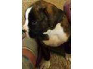 Boxer Puppy for sale in Helena, MT, USA