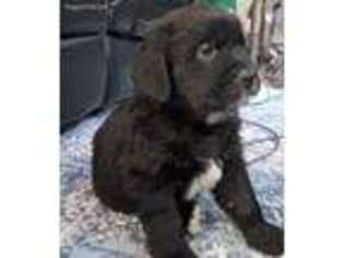 Newfoundland Puppy for sale in Omaha, NE, USA