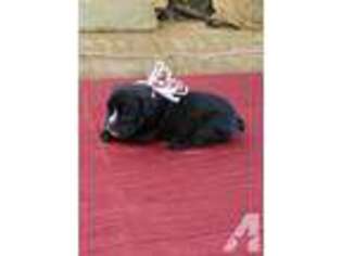 Olde English Bulldogge Puppy for sale in LAS VEGAS, NV, USA