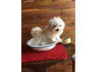 Maltese Puppy for sale in Harriet, AR, USA