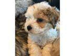 Lhasa Apso Puppy for sale in Bandera, TX, USA