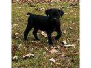 Cane Corso Puppy for sale in Ashville, AL, USA