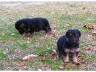 German Shepherd Dog Puppy for sale in Lexington, SC, USA