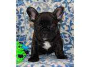 French Bulldog Puppy for sale in White Lake, MI, USA