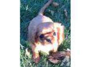 Cavalier King Charles Spaniel Puppy for sale in NORTH BRANCH, MN, USA