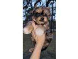Yorkshire Terrier Puppy for sale in Destin, FL, USA