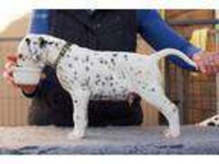 Dalmatian Puppy for sale in Orlando, FL, USA