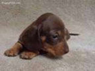 Dachshund Puppy for sale in Henderson, TX, USA