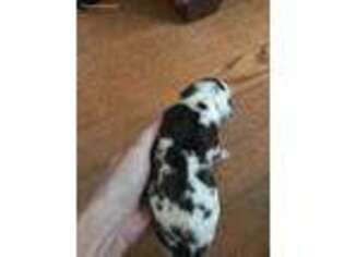 Great Dane Puppy for sale in Mccomb, MS, USA