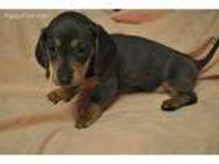 Dachshund Puppy for sale in Manchester, NH, USA