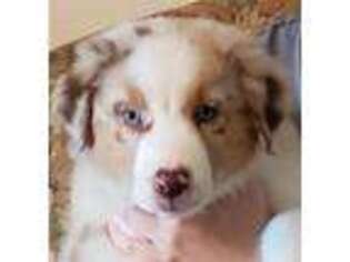 Australian Shepherd Puppy for sale in Kingsland, TX, USA