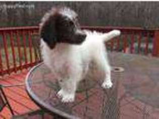 Labradoodle Puppy for sale in Swansea, MA, USA